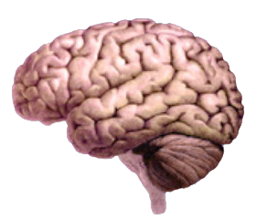 brain